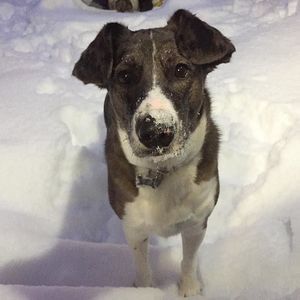 Meet your Posher, El